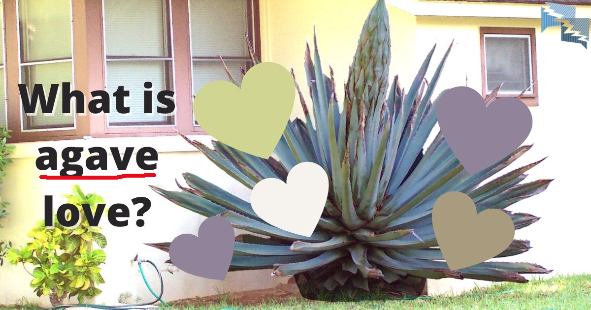 What is agave love?