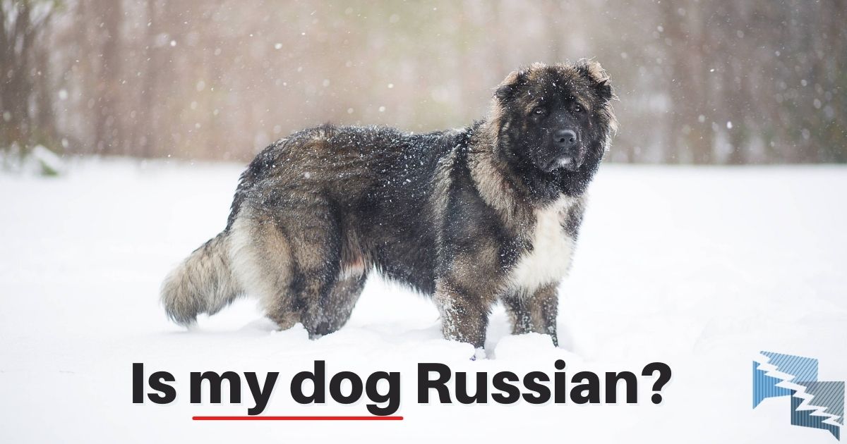 Is my dog Russian?